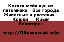 Котята мейн-кун из питомника - Все города Животные и растения » Кошки   . Крым,Белогорск